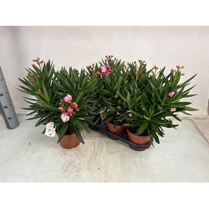 NERI OLEANDER