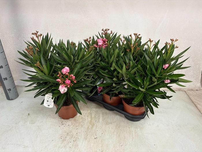 <h4>NERI OLEANDER</h4>