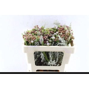 KAAPS GROE GEM IN BS