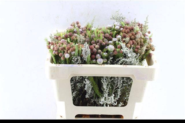 Kaaps Groe Gem In Bs