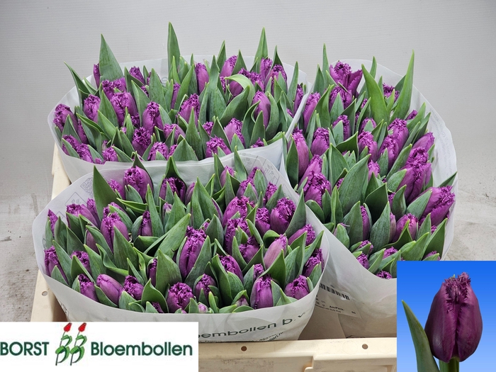 <h4>TU FR SAN LUIZ</h4>