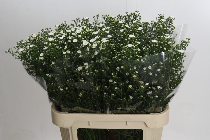 <h4>Aster Paquita</h4>