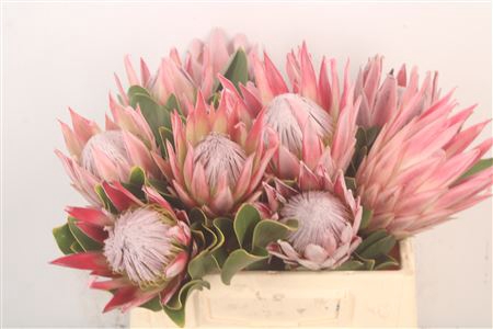 <h4>Protea Cynaroides</h4>