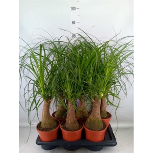 Beaucarnea recurvata