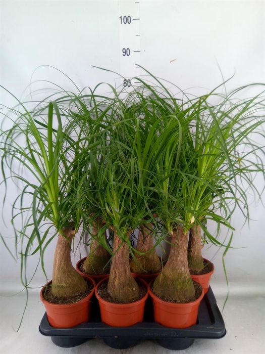 <h4>Beaucarnea recurvata</h4>