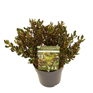 Coprosma rep. 'Pacific Night'