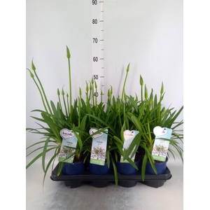 Agapanthus  'Amourette Superb Whit'