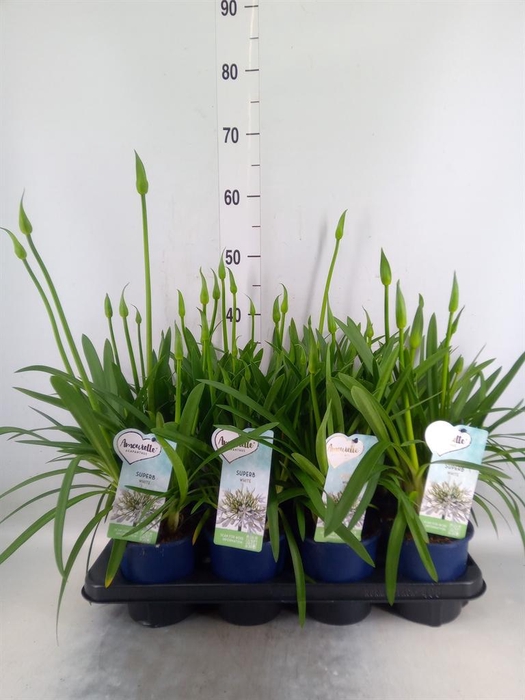 <h4>Agapanthus  'Amourette Superb Whit'</h4>