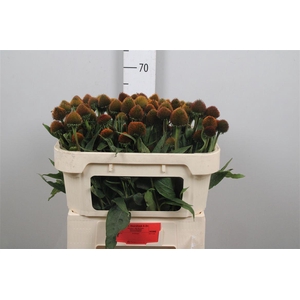 Echi Purpurea