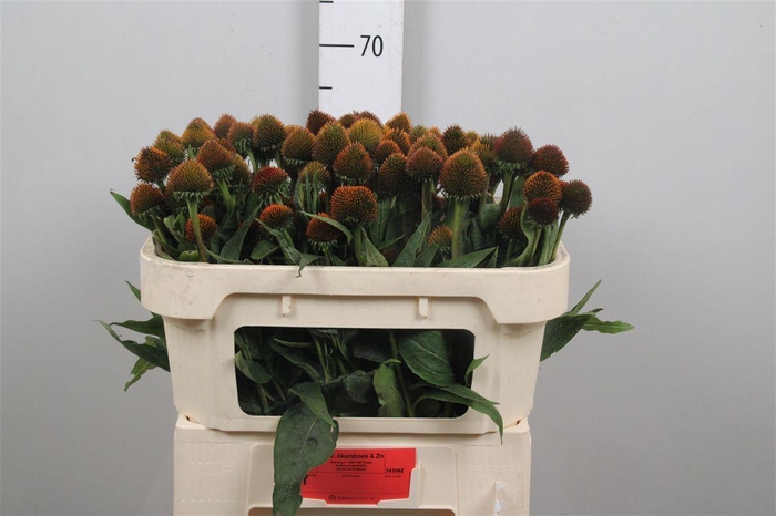 <h4>Echi Purpurea</h4>