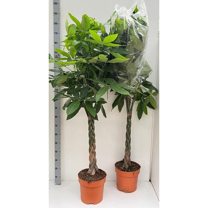 <h4>PACHIRA AQUATICA</h4>