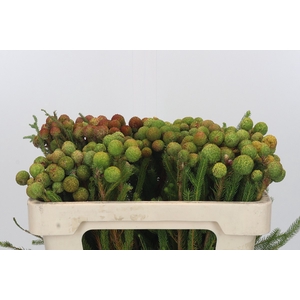 Kaaps Groen Baubles