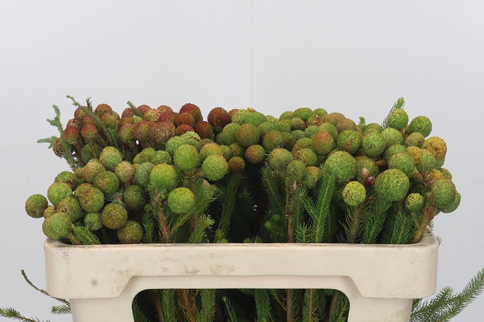 <h4>Kaaps Groen Baubles</h4>