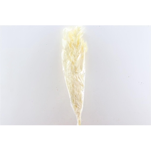 Pres Ruscus Gigante Bleached Bunch