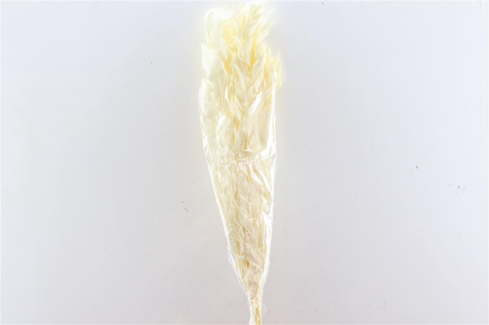 <h4>Pres Ruscus Gigante Bleached Bunch</h4>