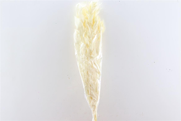 <h4>Pres Ruscus Gigante Bleached Bunch</h4>