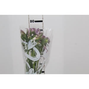 ALSTROEMERIA PLATINA 080 CM