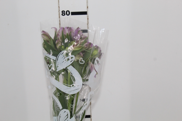 <h4>ALSTROEMERIA PLATINA 080 CM</h4>