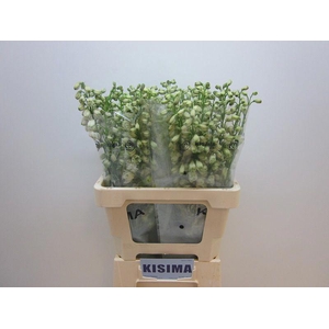 Delph Guardian White Kisima