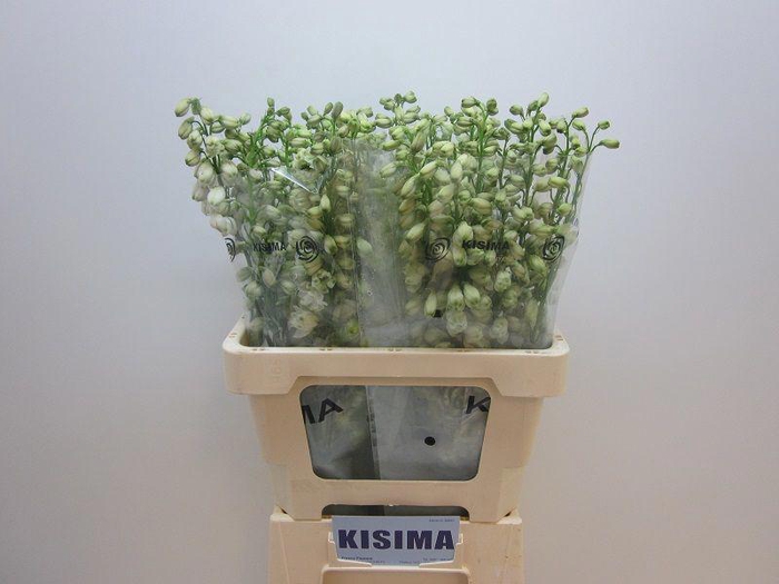 <h4>Delph Guardian White Kisima</h4>