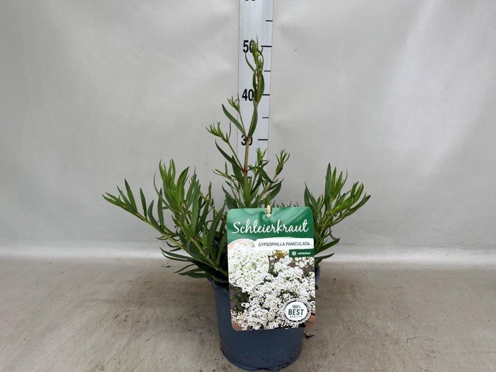 <h4>Gypsophila panic.</h4>