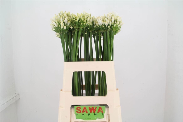 <h4>AGAP UMBELLATUS ALBU</h4>