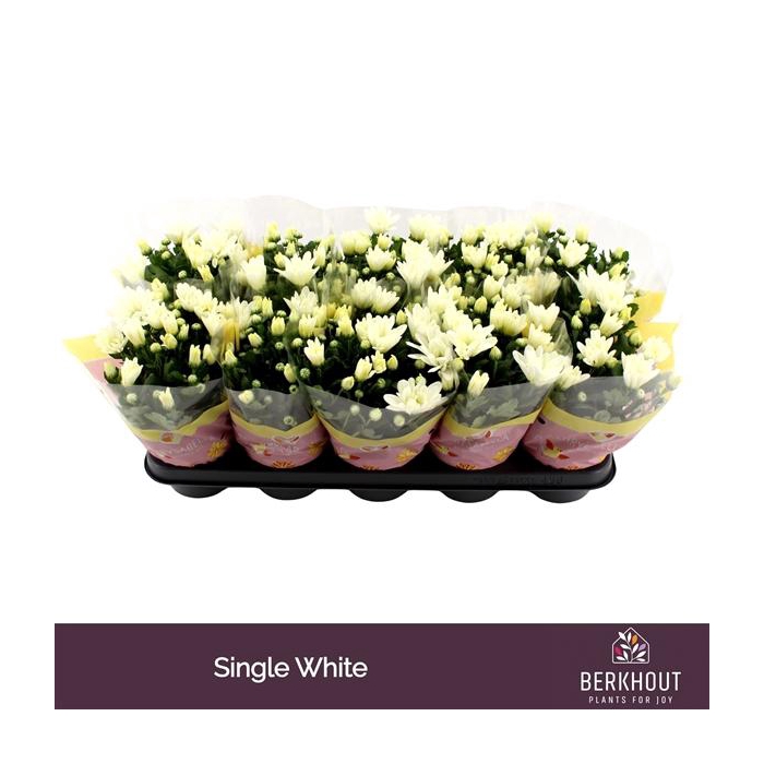 <h4>Chrysant Berlise</h4>