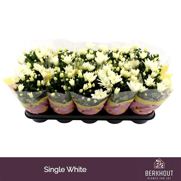 <h4>Chrysanthemum (Indicum Grp) Berlise</h4>