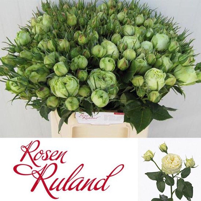 <h4>Rosa spray freiland wedding piano</h4>