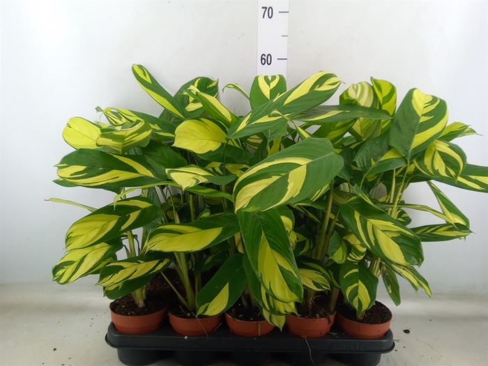 <h4>Ctenanthe pilosa 'Mosaic'</h4>