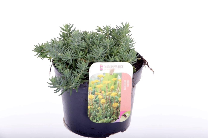 <h4>Sedum reflexum</h4>