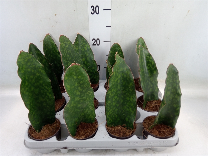 <h4>Sansevieria   ...</h4>