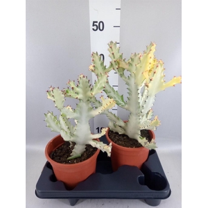 Euphorbia lactea