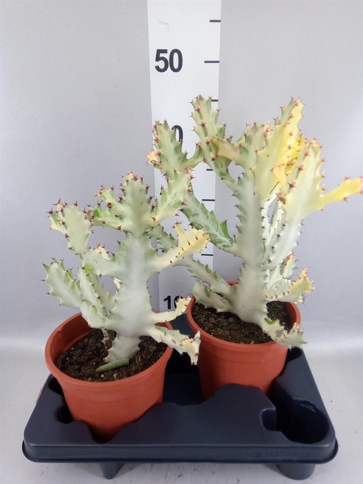 <h4>Euphorbia lactea</h4>