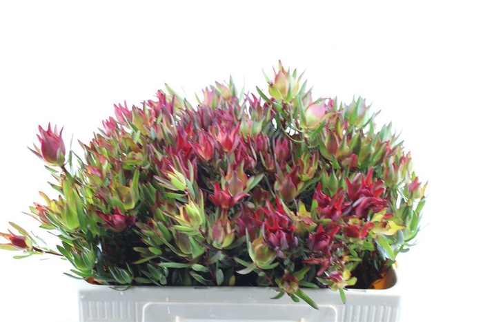 <h4>Leucad Sal Blush Xxl</h4>