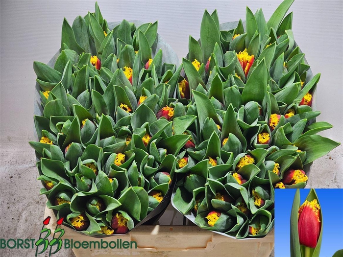 <h4>Tu Gefr Tourmalet</h4>