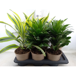 Dracaena   ...mix