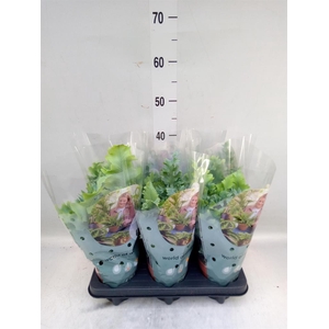 Phlebodium aureum 'Davana'