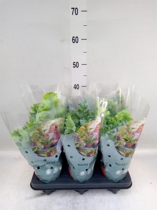 <h4>Phlebodium aureum 'Davana'</h4>