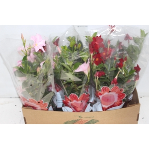 DIPLADENIA P15