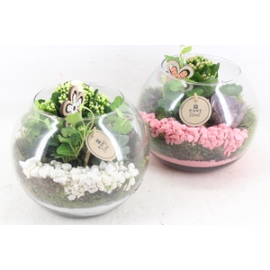 arr2 PL - Glas bol x5 - roze/wit