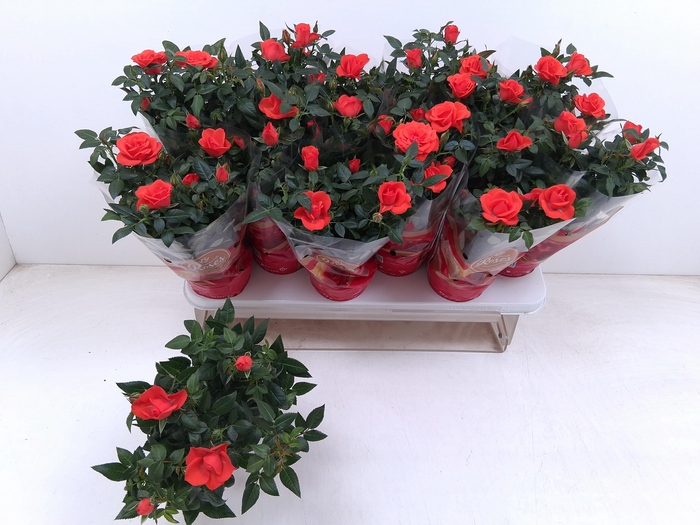 <h4>RO FAV RO ORANGE</h4>