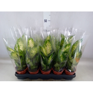Dieffenbachia  'Compacta'