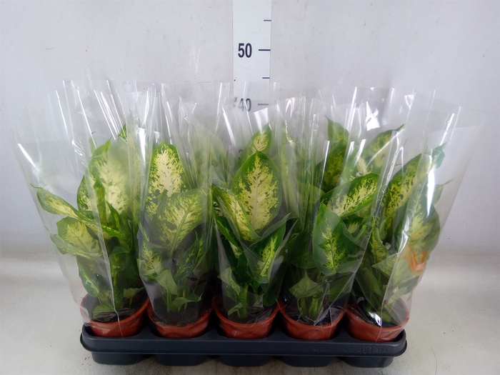 <h4>Dieffenbachia  'Compacta'</h4>