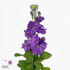 MATTH ANYT LAVENDER