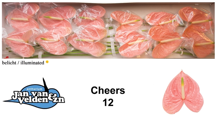 <h4>Anthurium Cheers</h4>