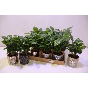 arr8 Coffea Arabica In Keramiek Beker