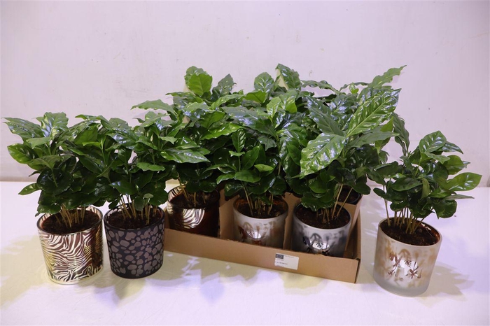 <h4>arr8 Coffea Arabica In Keramiek Beker</h4>