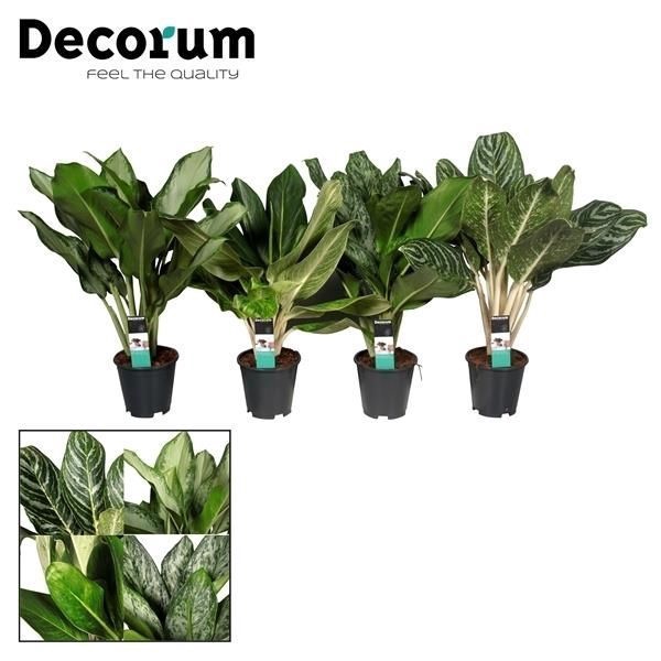 Aglaonema Royal mix (Decorum)