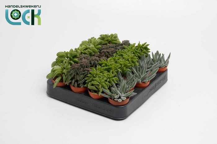 <h4>Peperomia Mix</h4>